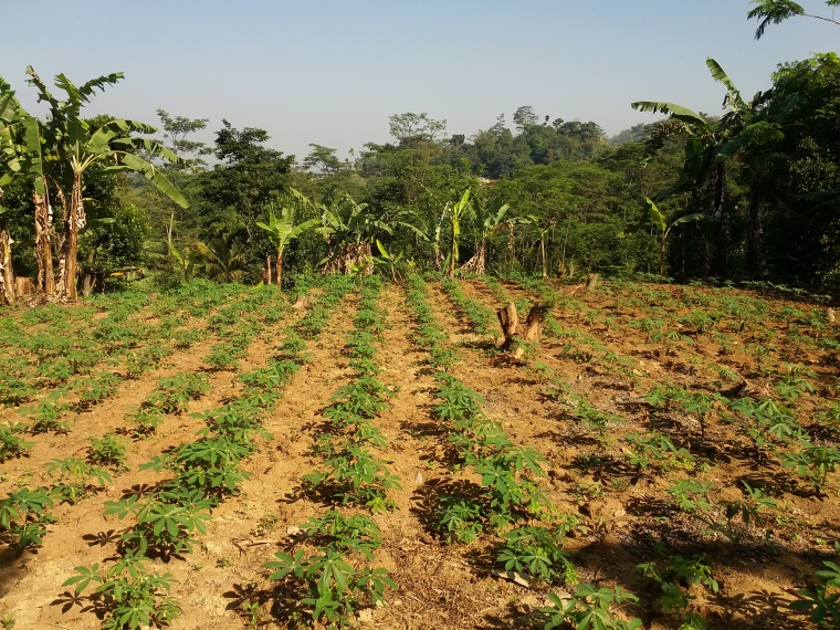 Cassava field in Cireundeu village